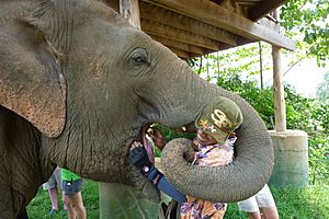 Mahout Elephant Nature Park