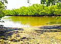 Oleta River State Park - View of Marsh and Mangroves 01