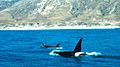 Orcas off Santa Rosa island