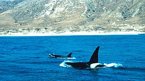 Orcas off Santa Rosa island