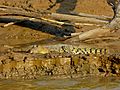 Saltwater Crocodile (Crocodylus porosus) juvenile (8067785958)