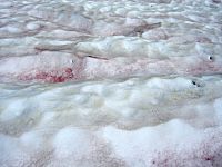 Snow Algae Textures