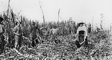 StateLibQld 1 124863 Dorothy Evans in the canefields, Norwell, Queensland, ca. 1915.jpg