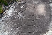 (1)rock carvings Bondi-4