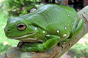 Australia green tree frog (Litoria caerulea) crop