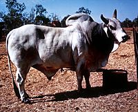 CSIRO ScienceImage 2643 A Brahman Bull.jpg