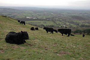 Cattle on the Malvern Hills - geograph.org.uk - 371551