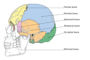 Cranial bones en.svg