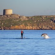 Dolphin at Dalkey Island