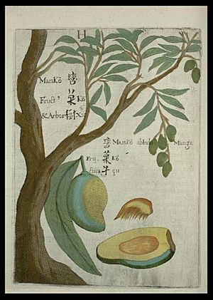 Flora Sinensis - Mango