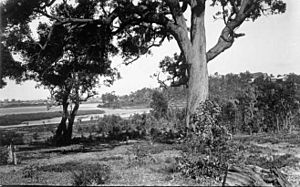 Lake Monger wooded foreshore c. 1914