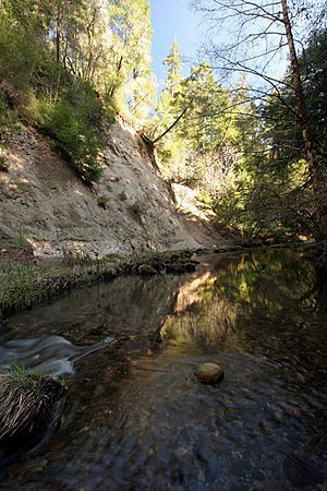 Pescadero Creek - Ручей в лесу - panoramio