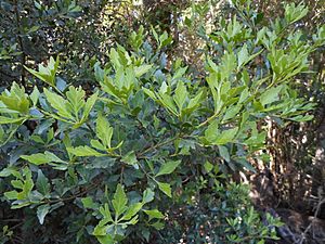 Phyllocladus aspleniifolius leaves