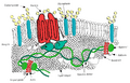 RBC membrane major proteins