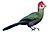 Red-crested Turaco RWD white background.jpg