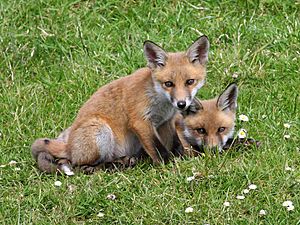 Red Fox (Vulpes vulpes) (4)