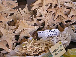 Starfish in Cyprus
