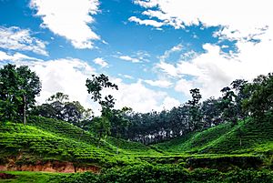 Sylhet tea garden