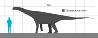 Tazoudasaurus Scale.svg
