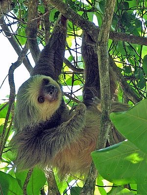 Two-toed sloth Costa Rica - cropped
