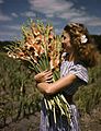 Unidentified woman holding gladiolus at Terra Ceia Island Farms, Florida