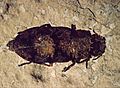 Buprestidae beetle, FBNM