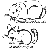 Chinchilla - croquis comparatif