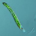 Euglena mutabilis - 400x - 1 (10388739803) (cropped)
