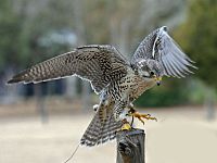 Falco mexicanus -Avian Conservation Center, near Charleston, South Carolina, USA-8a