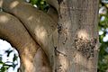 Ficus benjamina (Weeping Fig) trunk in Hyderabad W IMG 8310