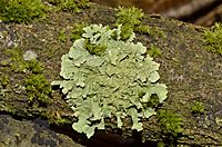 Flavoparmelia caperata - lichen - Caperatflechte