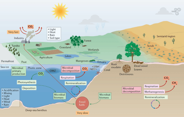Microorganisms and climate change