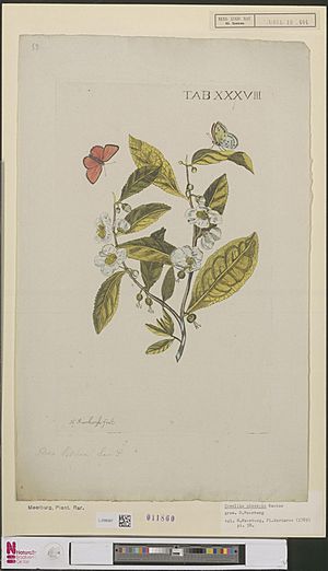 Naturalis Biodiversity Center - L.2096367 - Meerburgh, N. - Camellia sinensis Kuntze - Artwork