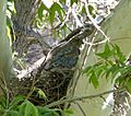 Northern Goshawk on Nest. Accipiter gentilis - Flickr - gailhampshire
