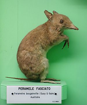 Perameles bougainville - Museo Civico di Storia Naturale Giacomo Doria - Genoa, Italy - DSC02989.JPG