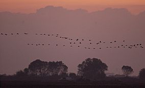 Sandhill cranes at sunset, Pixley NWR (6366886917).jpg