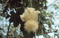 Adansonia digitata 20050823 flower