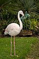 Adelaide Zoo flamingo