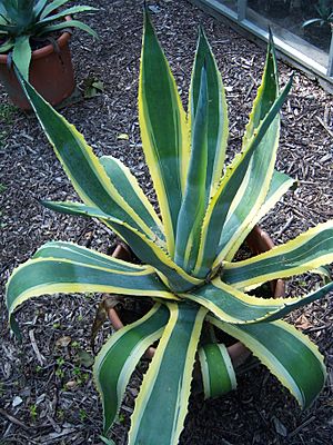 Agave American with yellow close (NL)