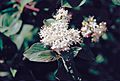 Cornus sericea flower