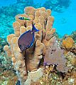 Dendrogyra cylindrus (pillar coral) (San Salvador Island, Bahamas) 1 (15513345363)