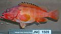 Epinephelus fasciatus JNC1509