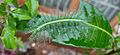Euthalia aconthea caterpillar