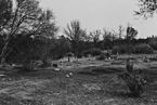 Photograph "View looking southeast of Picciune Indian Cemetery," from report "History of Indians Buried in Friant Dam... - NARA - 296228 (cropped)