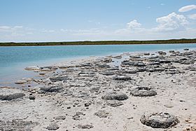 Stromatolites at Lake Thetis - Western Australia.jpg