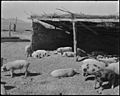 Topaz, Utah. A view of the hog farm, where evacuee workers raise all the pork which is used by the . . . - NARA - 536980