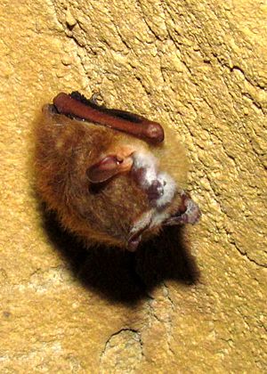 Tri-colored bat (Perimyotis subflavus) with WNS growth