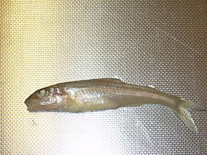 Trout-perch (Goulais B)