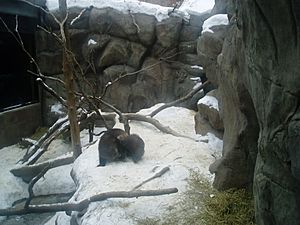Wolverines at the Minnesota Zoo
