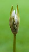 Daslook (Allium ursinum) d.j.b 07